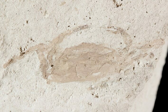 Fossil Pea Crab (Pinnixa) From California - Miocene #49793